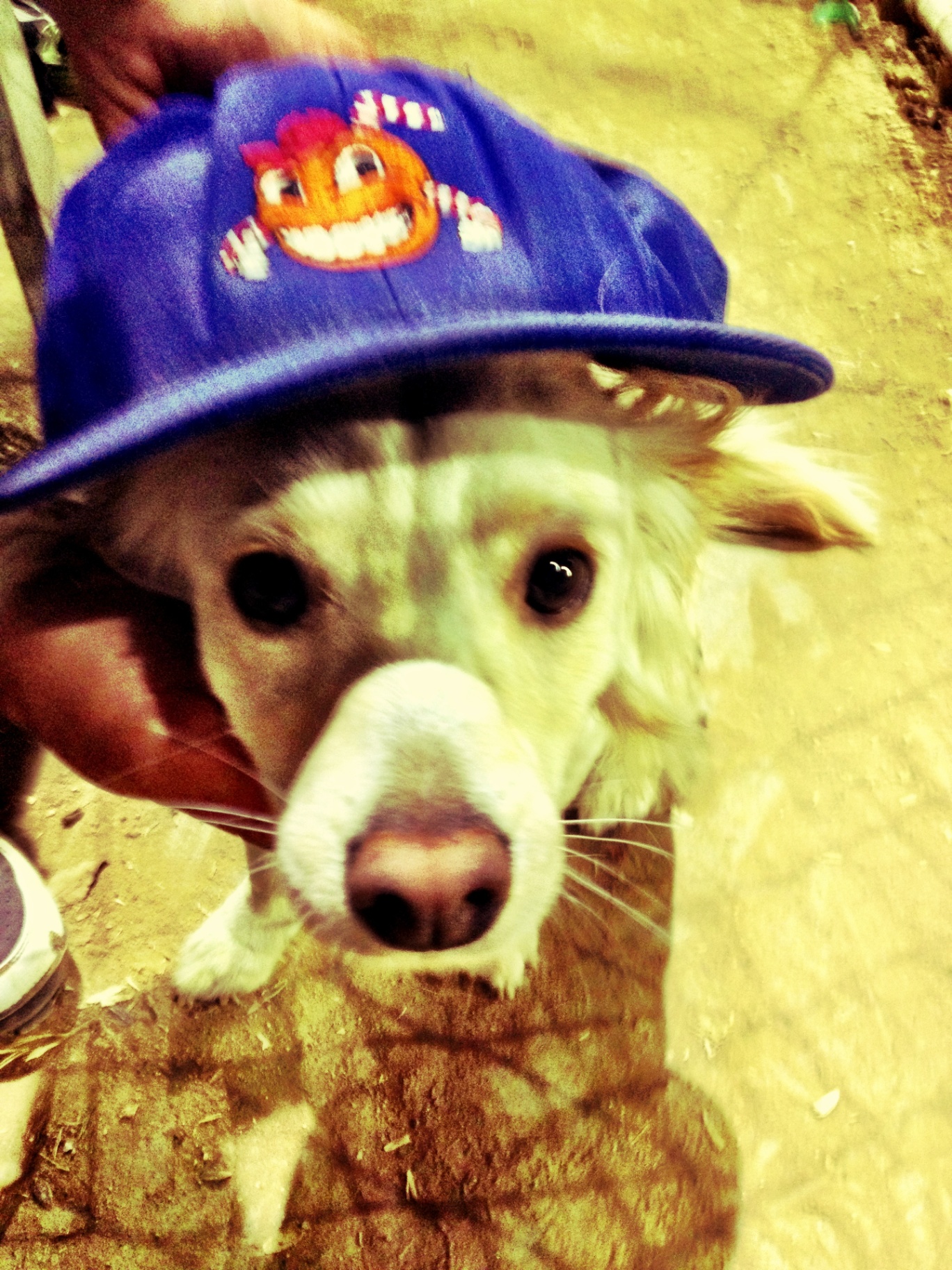 Scout